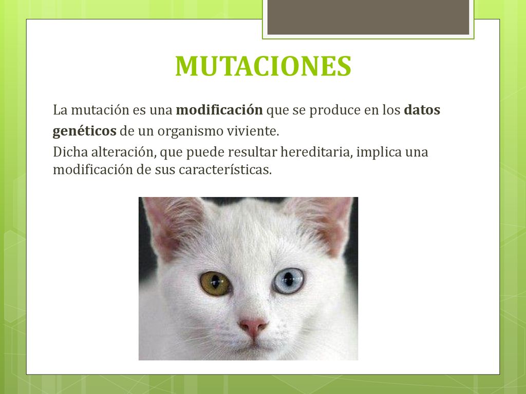 MUTACIONES La mutación es una modificación que se produce en los datos