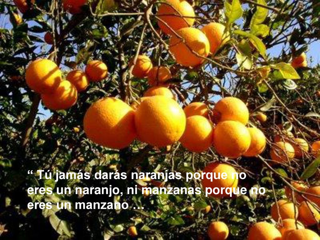 Tú jamás darás naranjas porque no eres un naranjo, ni manzanas porque no eres un manzano …