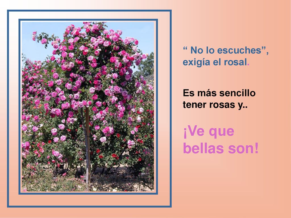 ¡Ve que bellas son! No lo escuches , exigía el rosal.