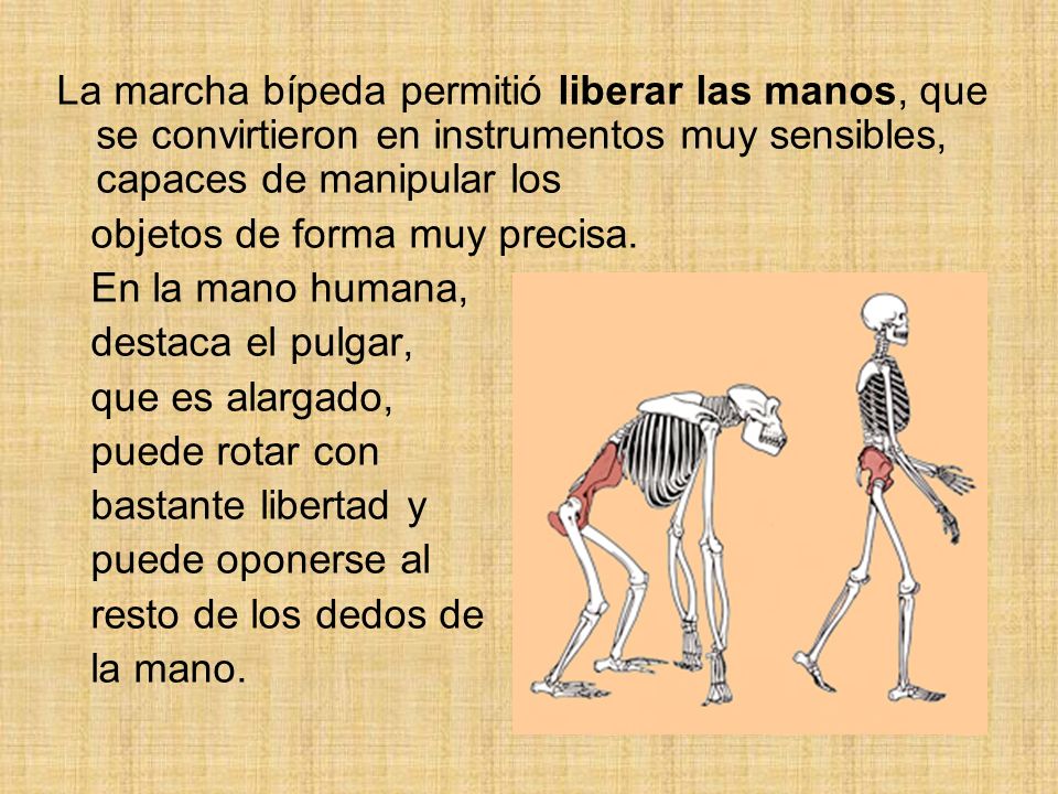 La marcha bípeda permitió liberar las manos, que se convirtieron en instrumentos muy sensibles, capaces de manipular los