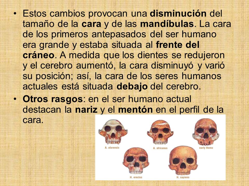 Estos cambios provocan una disminución del tamaño de la cara y de las mandíbulas. La cara de los primeros antepasados del ser humano era grande y estaba situada al frente del cráneo. A medida que los dientes se redujeron y el cerebro aumentó, la cara disminuyó y varió su posición; así, la cara de los seres humanos actuales está situada debajo del cerebro.