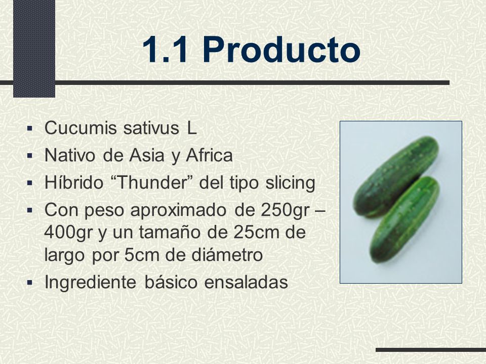1.1 Producto Cucumis sativus L Nativo de Asia y Africa