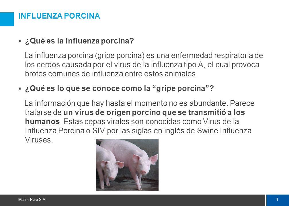 INFLUENZA PORCINA ¿Cómo se propaga la gripe porcina