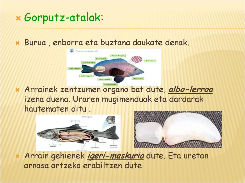 Gorputz-atalak: Burua , enborra eta buztana daukate denak.