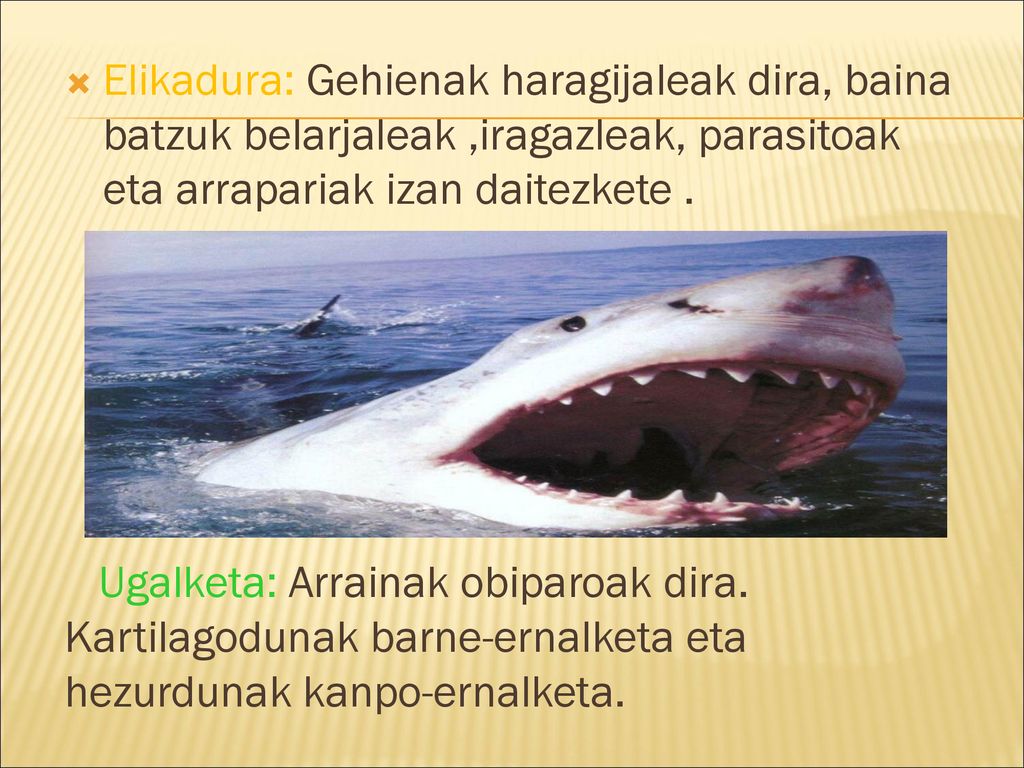 Elikadura: Gehienak haragijaleak dira, baina batzuk belarjaleak ,iragazleak, parasitoak eta arrapariak izan daitezkete .