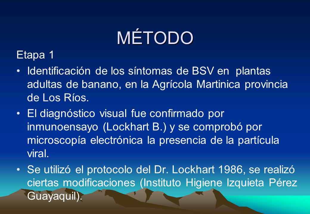 MÉTODO Etapa 1. Identificación de los síntomas de BSV en plantas adultas de banano, en la Agrícola Martinica provincia de Los Ríos.