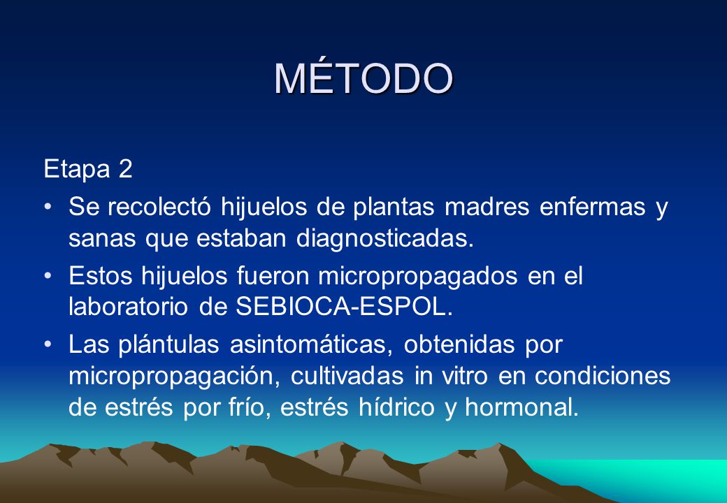 MÉTODO Etapa 2. Se recolectó hijuelos de plantas madres enfermas y sanas que estaban diagnosticadas.