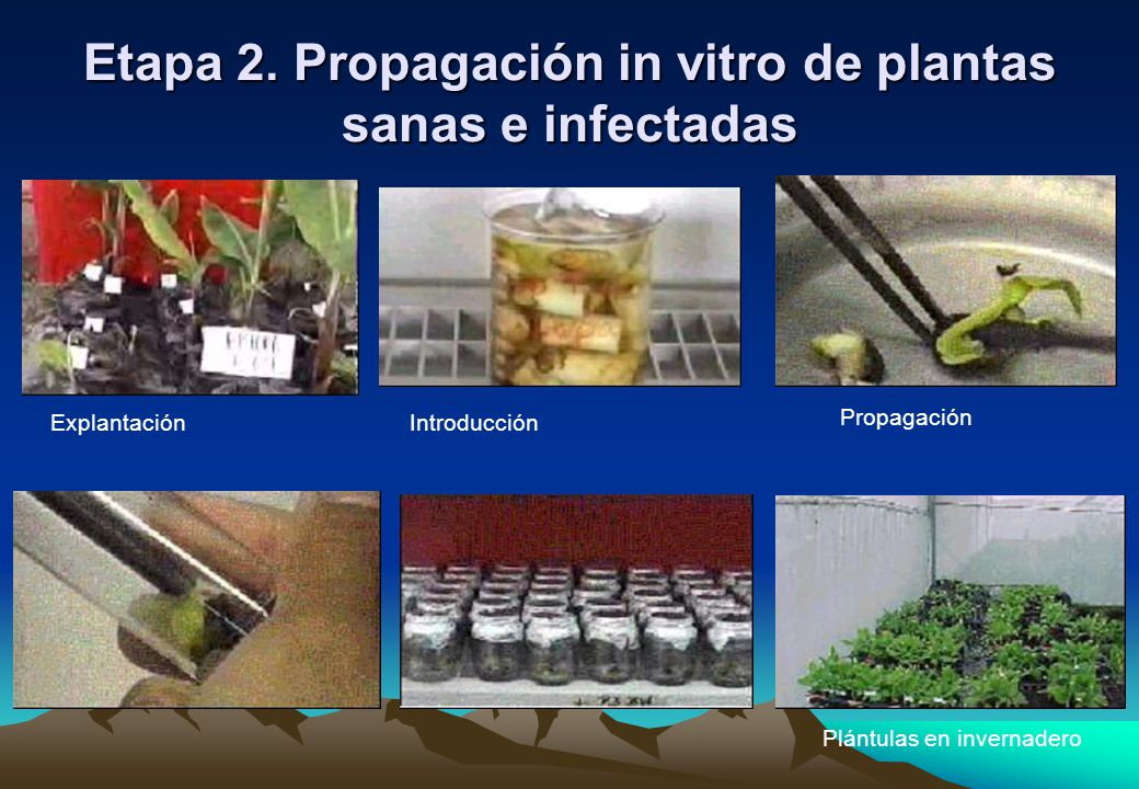 Etapa 2. Propagación in vitro de plantas sanas e infectadas