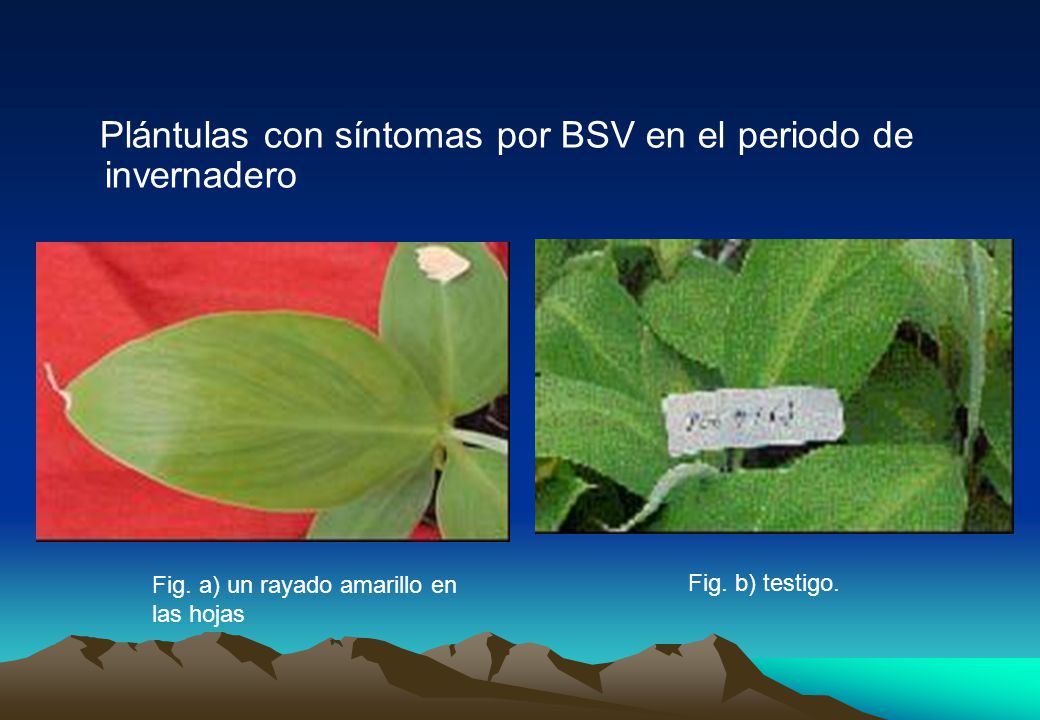 Plántulas con síntomas por BSV en el periodo de invernadero