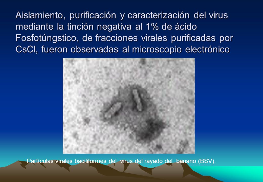Aislamiento, purificación y caracterización del virus mediante la tinción negativa al 1% de ácido Fosfotúngstico, de fracciones virales purificadas por CsCl, fueron observadas al microscopio electrónico