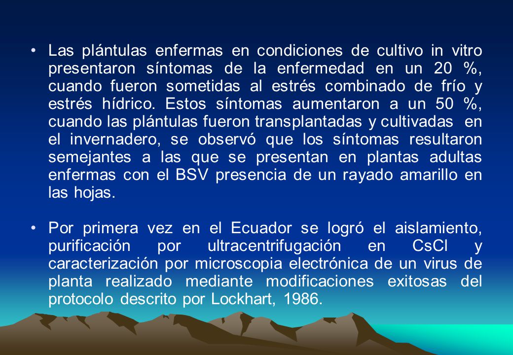 Las plántulas enfermas en condiciones de cultivo in vitro presentaron síntomas de la enfermedad en un 20 %, cuando fueron sometidas al estrés combinado de frío y estrés hídrico. Estos síntomas aumentaron a un 50 %, cuando las plántulas fueron transplantadas y cultivadas en el invernadero, se observó que los síntomas resultaron semejantes a las que se presentan en plantas adultas enfermas con el BSV presencia de un rayado amarillo en las hojas.