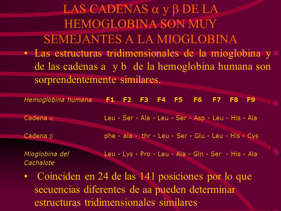 LAS CADENAS  y  DE LA HEMOGLOBINA SON MUY SEMEJANTES A LA MIOGLOBINA
