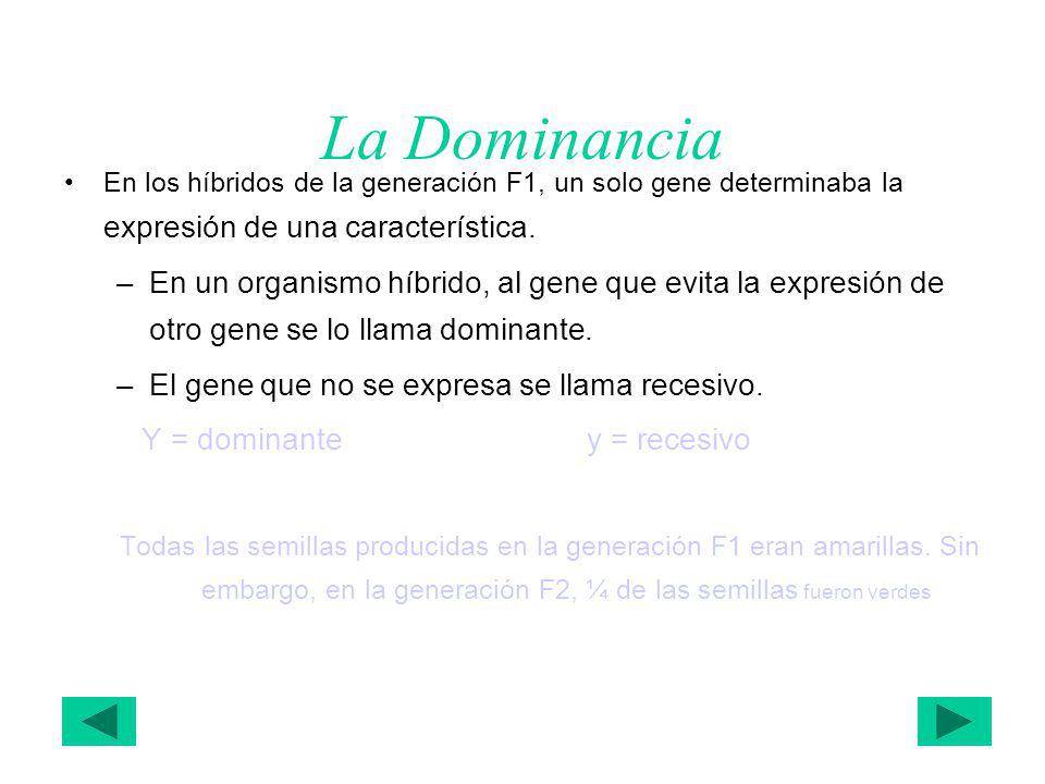 La Dominancia En los híbridos de la generación F1, un solo gene determinaba la expresión de una característica.