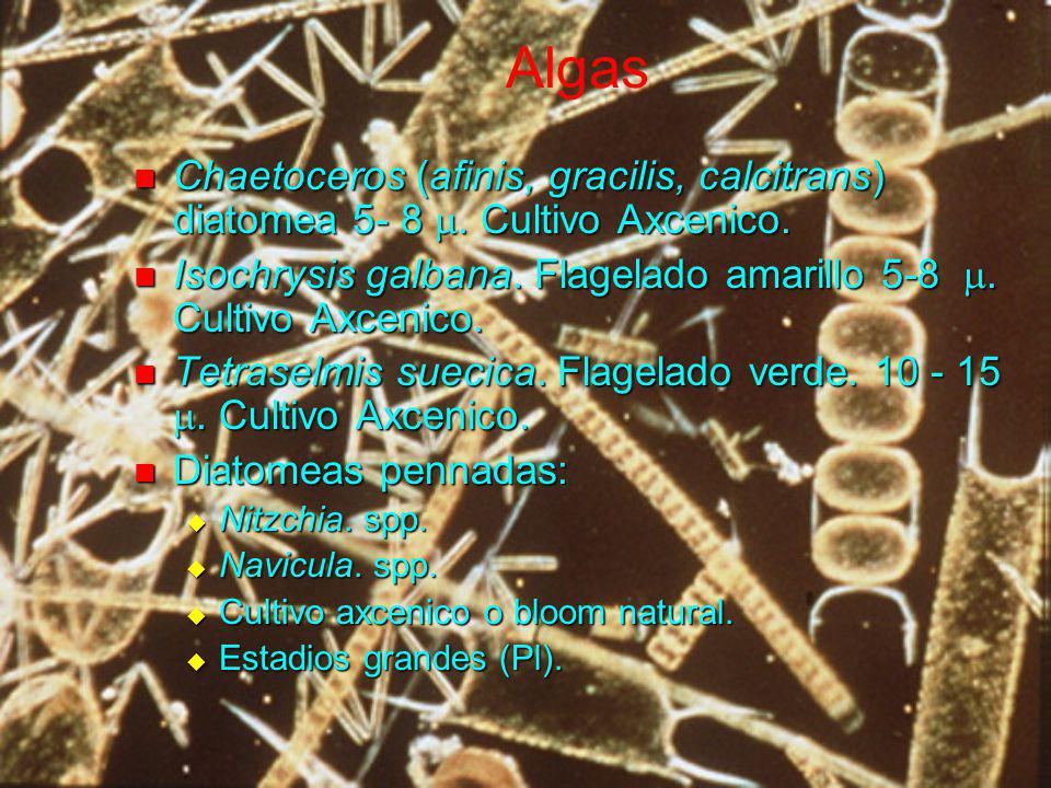 Algas Chaetoceros (afinis, gracilis, calcitrans) diatomea 5- 8 m. Cultivo Axcenico. Isochrysis galbana. Flagelado amarillo 5-8 m. Cultivo Axcenico.