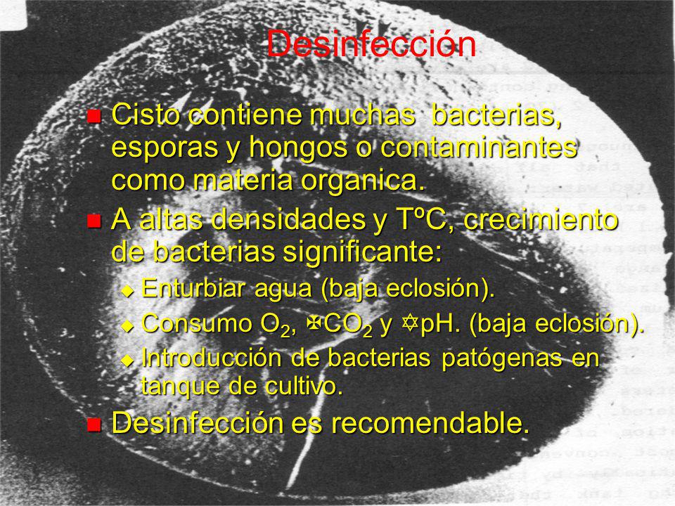 Desinfección Cisto contiene muchas bacterias, esporas y hongos o contaminantes como materia organica.