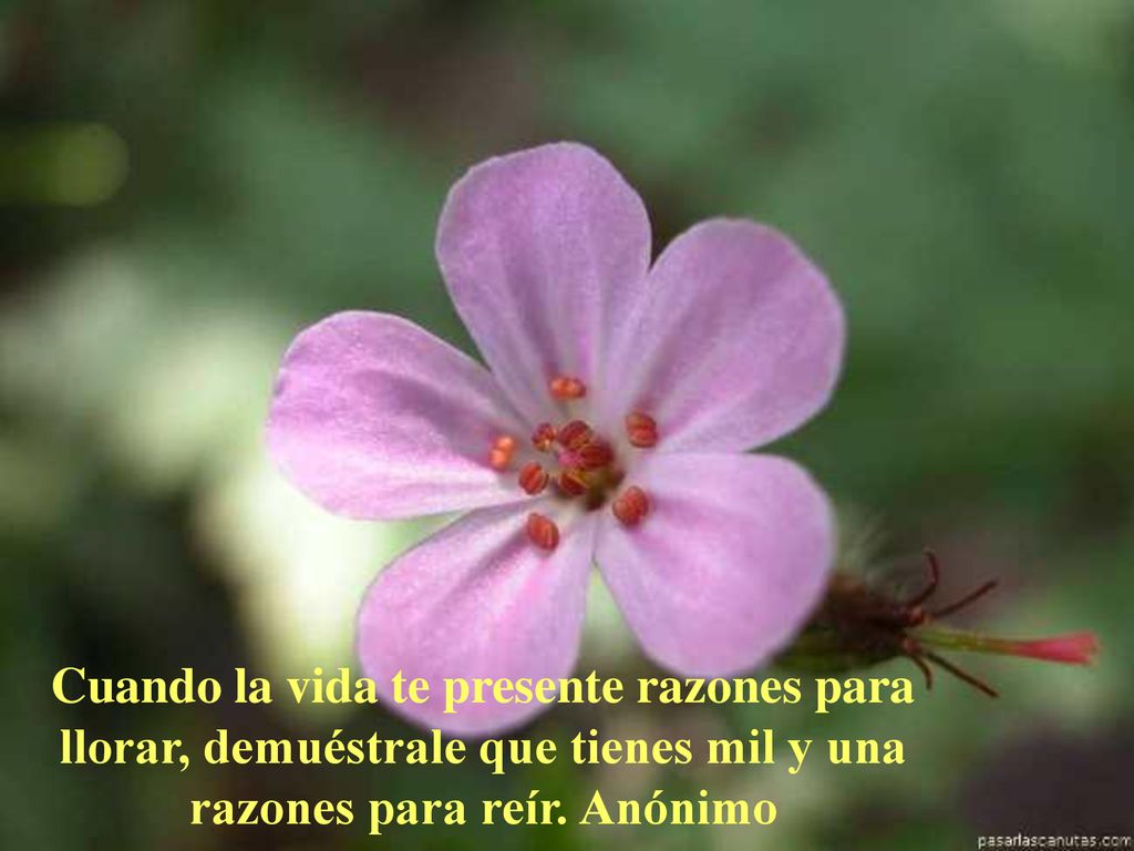 Cuando la vida te presente razones para llorar, demuéstrale que tienes mil y una razones para reír.