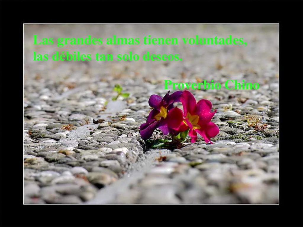 Las grandes almas tienen voluntades, las débiles tan solo deseos.