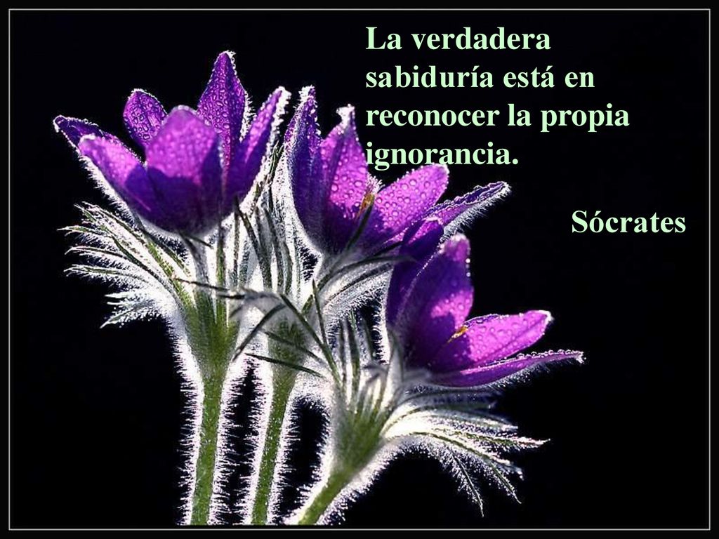 La verdadera sabiduría está en reconocer la propia ignorancia.