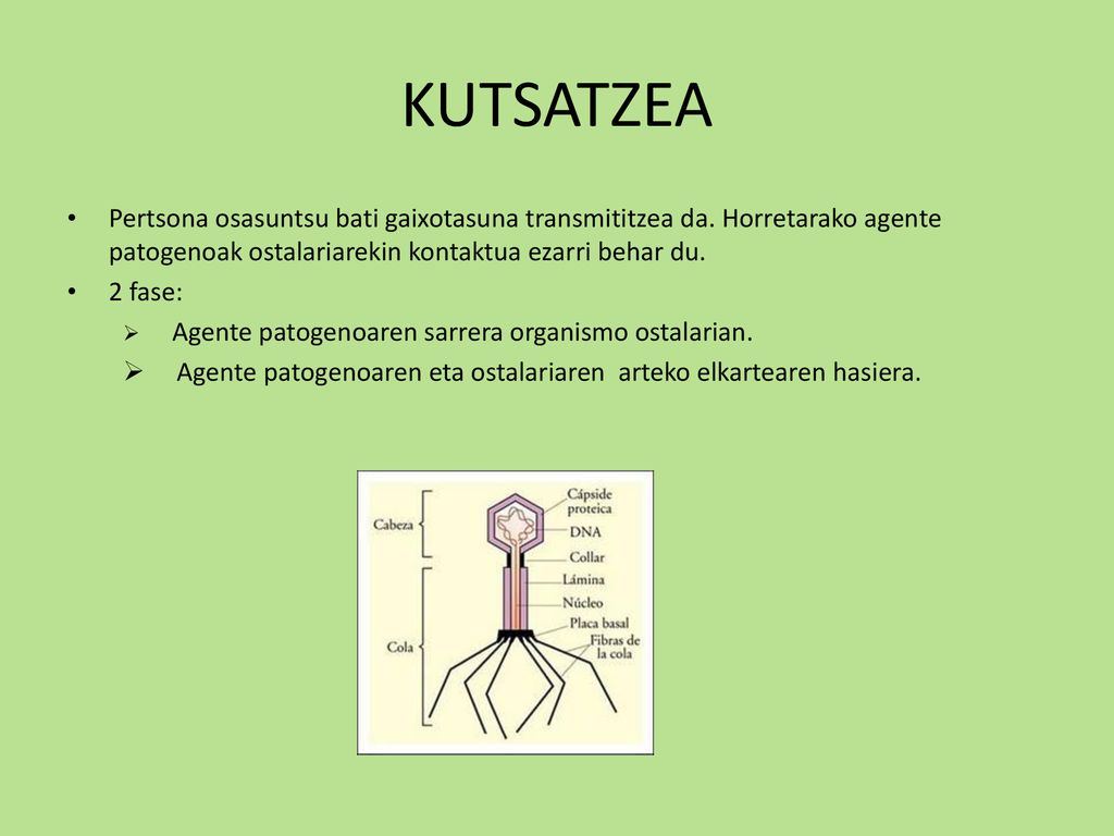 KUTSATZEA Pertsona osasuntsu bati gaixotasuna transmititzea da. Horretarako agente patogenoak ostalariarekin kontaktua ezarri behar du.