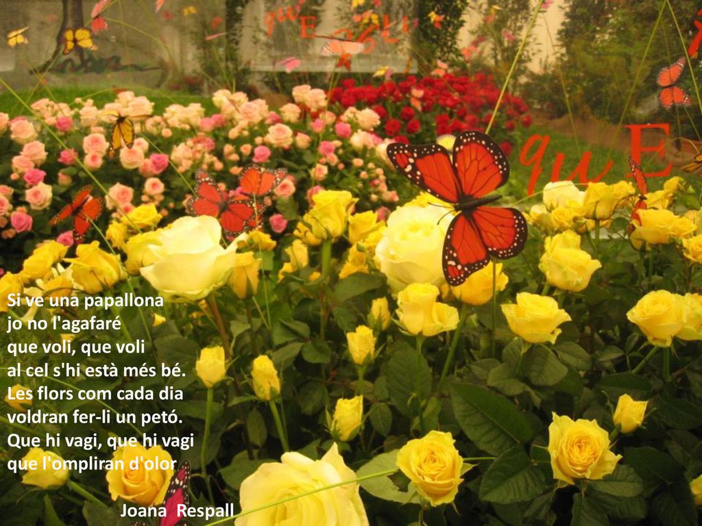 Si ve una papallona jo no l agafaré. que voli, que voli. al cel s hi està més bé. Les flors com cada dia.