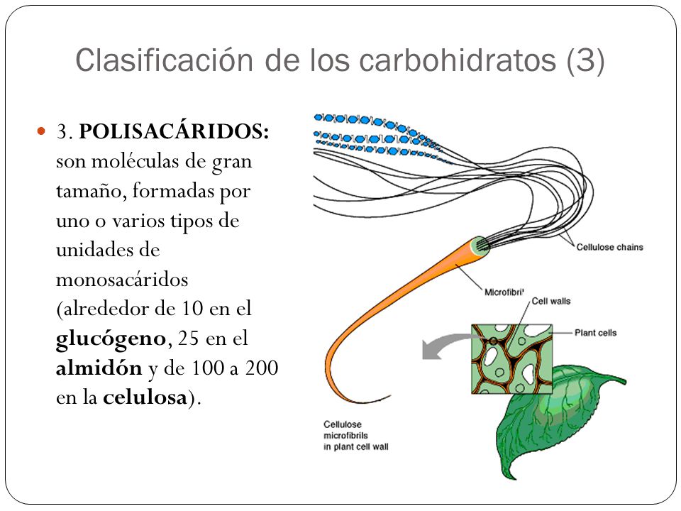 Clasificación de los carbohidratos (3)
