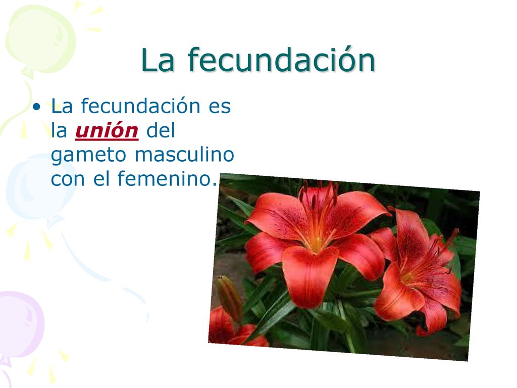 La fecundación La fecundación es la unión del gameto masculino con el femenino.