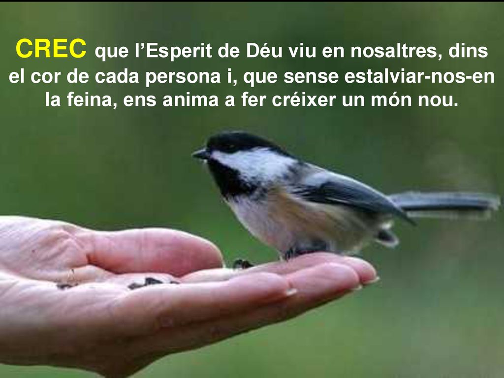 CREC que l’Esperit de Déu viu en nosaltres, dins el cor de cada persona i, que sense estalviar-nos-en la feina, ens anima a fer créixer un món nou.