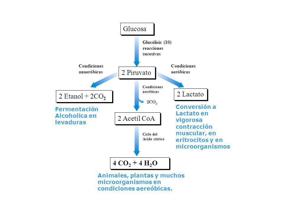 Glucosa 2 Piruvato 2 Lactato 2 Etanol + 2CO2 2 Acetil CoA
