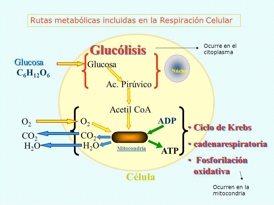 Glucólisis Célula Glucosa Glucosa C6H12O6 Ac. Pirúvico Acetil CoA O2