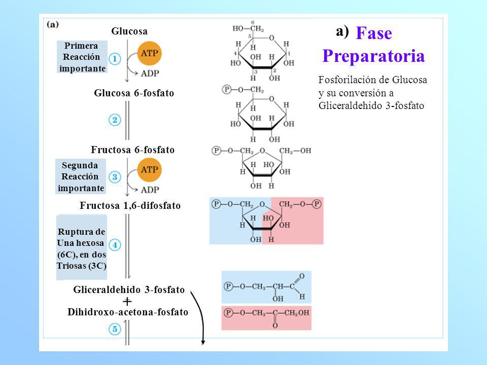 Fase Preparatoria a) + Glucosa
