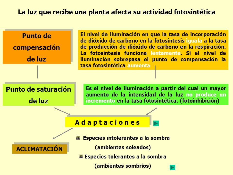La luz que recibe una planta afecta su actividad fotosintética