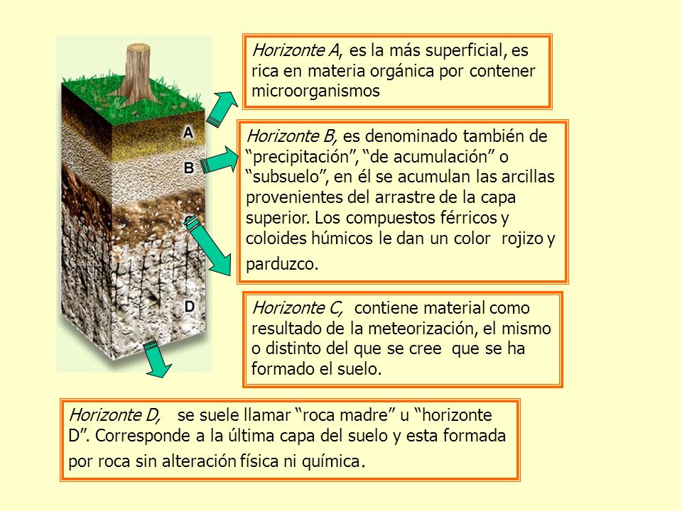 Horizonte A, es la más superficial, es rica en materia orgánica por contener microorganismos