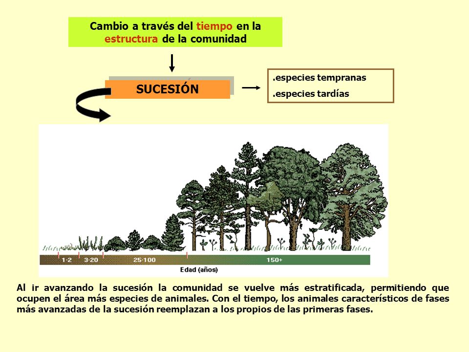 Cambio a través del tiempo en la estructura de la comunidad