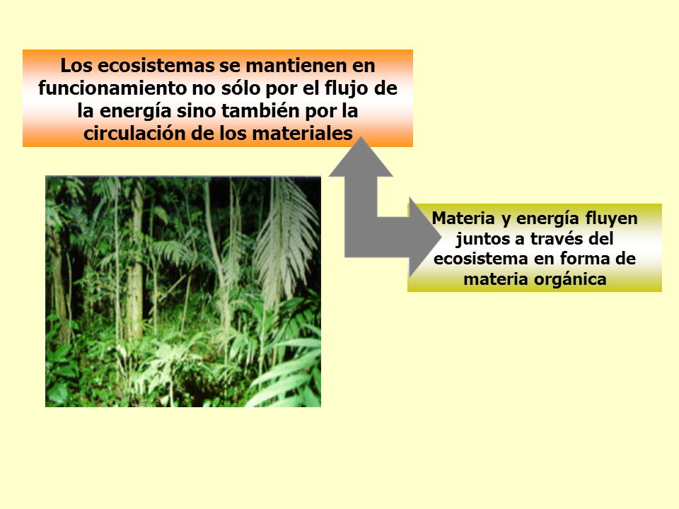 Los ecosistemas se mantienen en funcionamiento no sólo por el flujo de la energía sino también por la circulación de los materiales