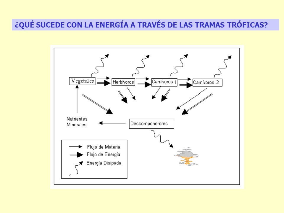 ¿QUÉ SUCEDE CON LA ENERGÍA A TRAVÉS DE LAS TRAMAS TRÓFICAS
