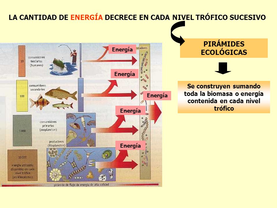 LA CANTIDAD DE ENERGÍA DECRECE EN CADA NIVEL TRÓFICO SUCESIVO
