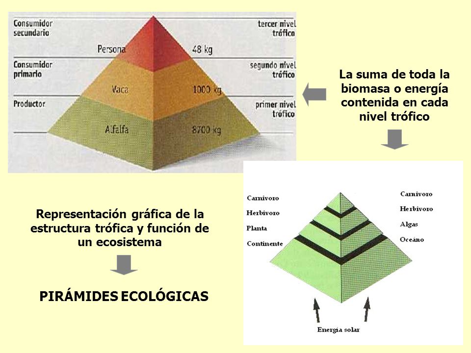 La suma de toda la biomasa o energía contenida en cada nivel trófico