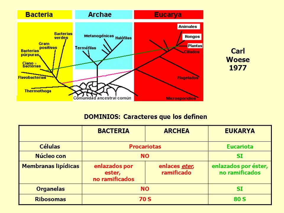 Carl Woese 1977 DOMINIOS: Caracteres que los definen BACTERIA ARCHEA