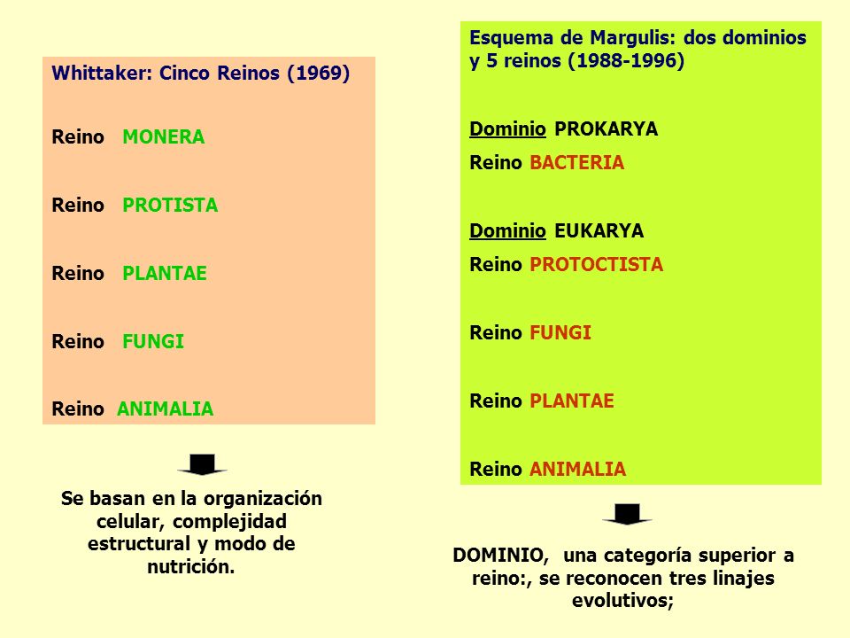 Esquema de Margulis: dos dominios y 5 reinos ( )