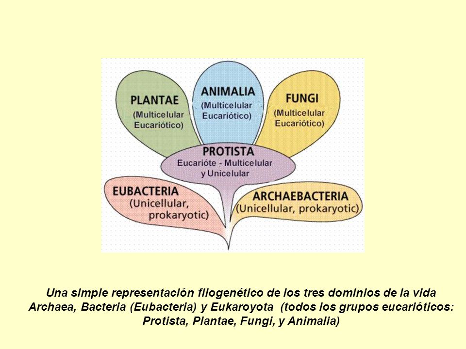 Una simple representación filogenético de los tres dominios de la vida Archaea, Bacteria (Eubacteria) y Eukaroyota (todos los grupos eucarióticos: Protista, Plantae, Fungi, y Animalia)