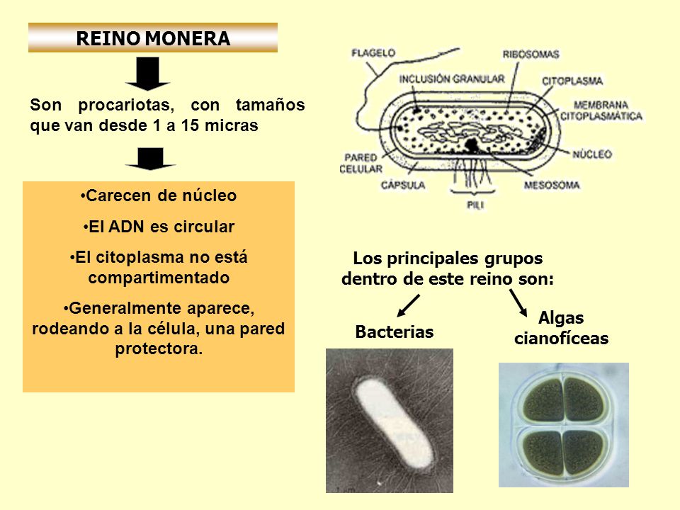 REINO MONERA Son procariotas, con tamaños que van desde 1 a 15 micras