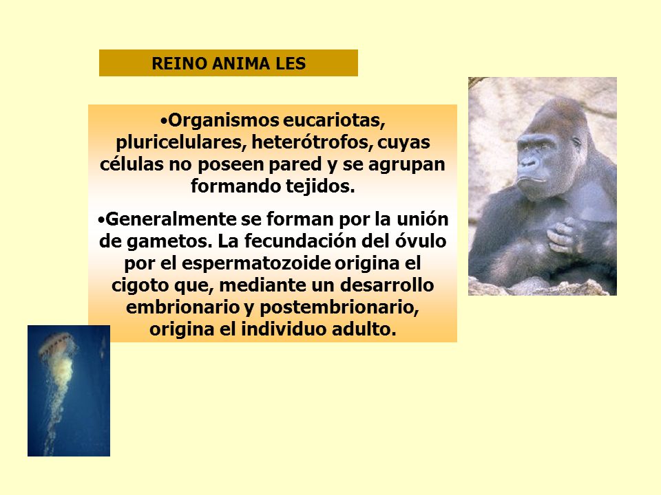 REINO ANIMA LES Organismos eucariotas, pluricelulares, heterótrofos, cuyas células no poseen pared y se agrupan formando tejidos.