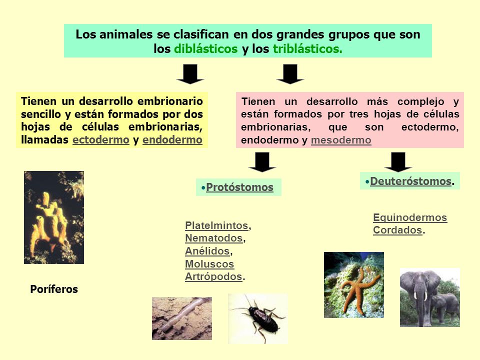 Los animales se clasifican en dos grandes grupos que son los diblásticos y los triblásticos.