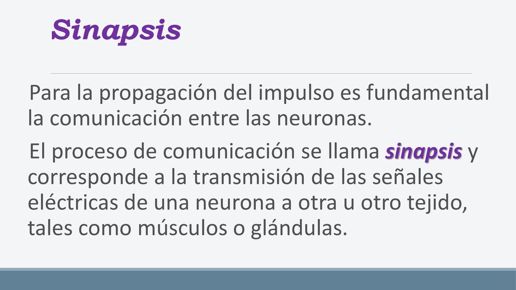 Sinapsis Para la propagación del impulso es fundamental la comunicación entre las neuronas.