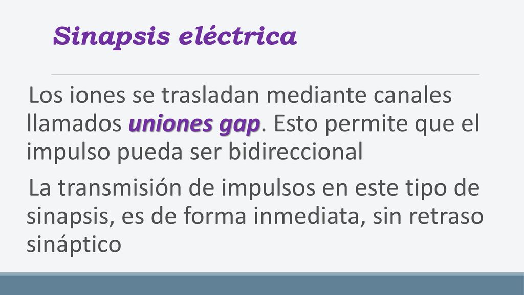 Sinapsis eléctrica Los iones se trasladan mediante canales llamados uniones gap. Esto permite que el impulso pueda ser bidireccional.