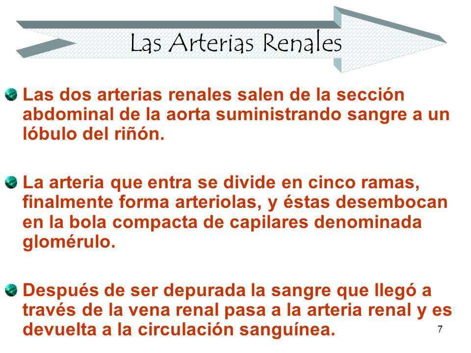Las Arterias Renales Las dos arterias renales salen de la sección abdominal de la aorta suministrando sangre a un lóbulo del riñón.