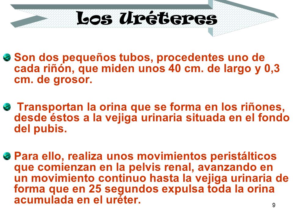 Los Uréteres Son dos pequeños tubos, procedentes uno de cada riñón, que miden unos 40 cm. de largo y 0,3 cm. de grosor.