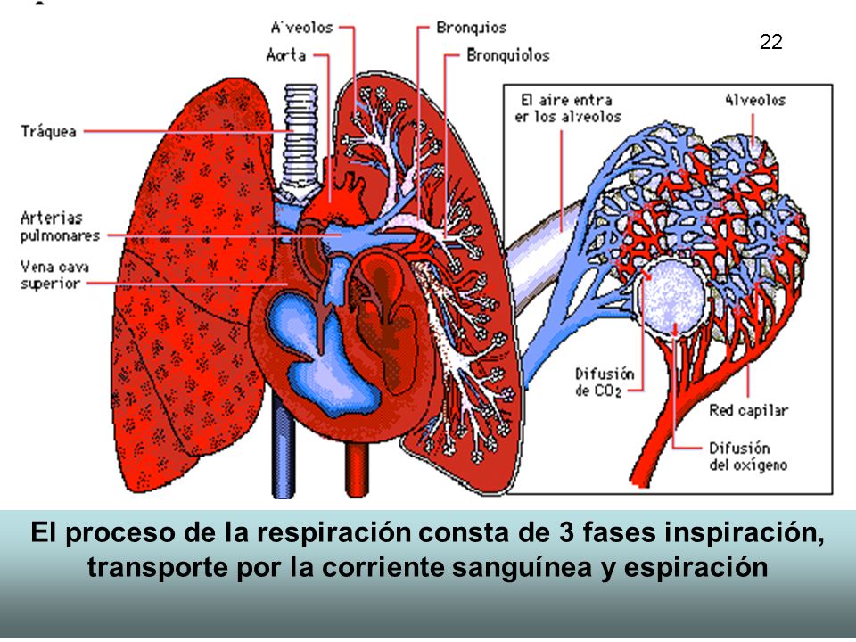 22 El proceso de la respiración consta de 3 fases inspiración, transporte por la corriente sanguínea y espiración.