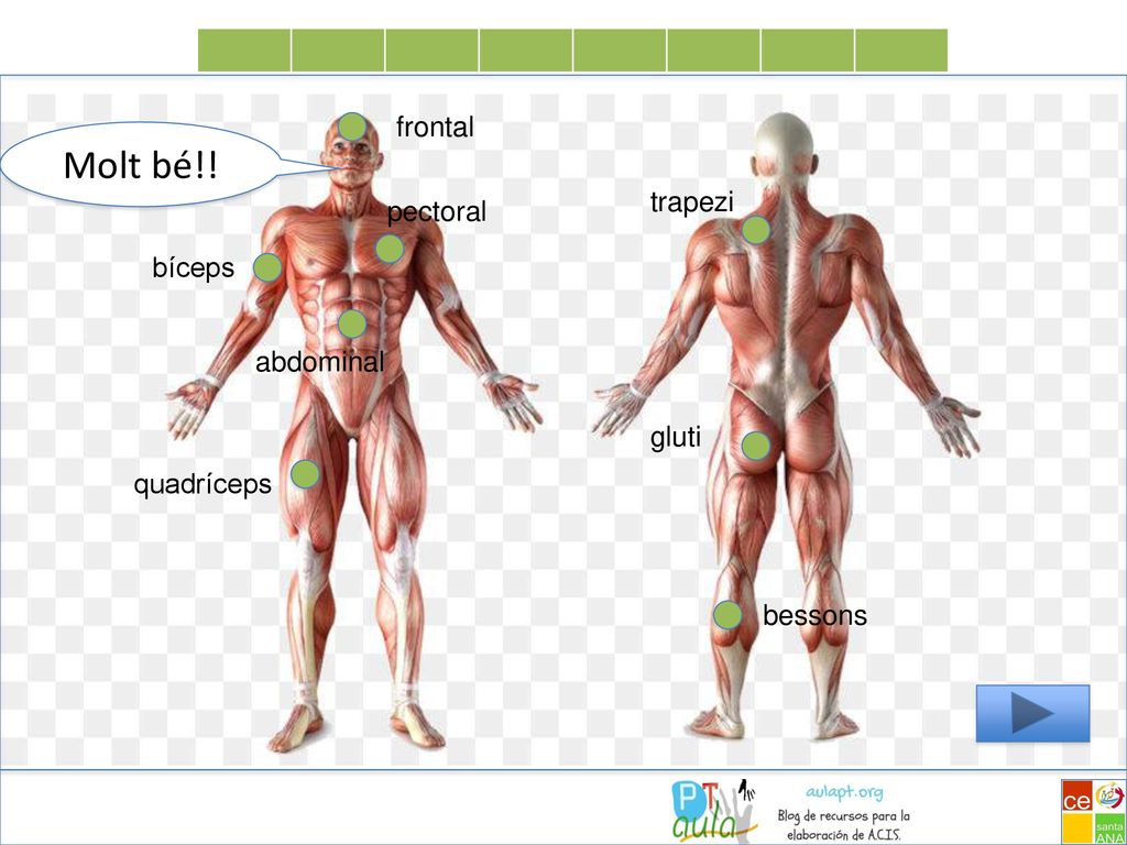 Molt bé!! frontal trapezi pectoral bíceps abdominal gluti quadríceps