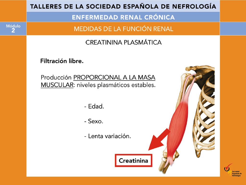 La creatinina se deriva del metabolismo de la creatina en el músculo esquelético y de la ingesta diaria de carne, y se elimina en la circulación a una velocidad constante manteniendo constante también sus valores plasmáticos.